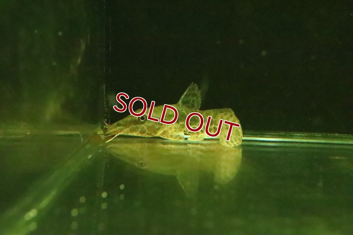 画像2: 【淡水魚】【通販】オーネイトキャット【１匹 サンプル画像】(±7-8cm)(大型魚)(生体)(熱帯魚)NKO (2)