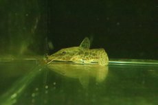 画像2: 【淡水魚】【通販】オーネイトキャット【１匹 サンプル画像】(±7-8cm)(大型魚)(生体)(熱帯魚)NKO (2)