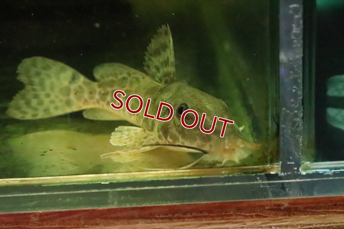 画像3: 【淡水魚】【通販】オーネイトキャット【１匹 サンプル画像】(±7-8cm)(大型魚)(生体)(熱帯魚)NKO (3)