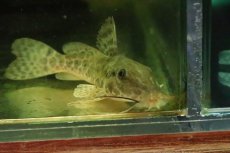 画像3: 【淡水魚】【通販】オーネイトキャット【１匹 サンプル画像】(±7-8cm)(大型魚)(生体)(熱帯魚)NKO (3)
