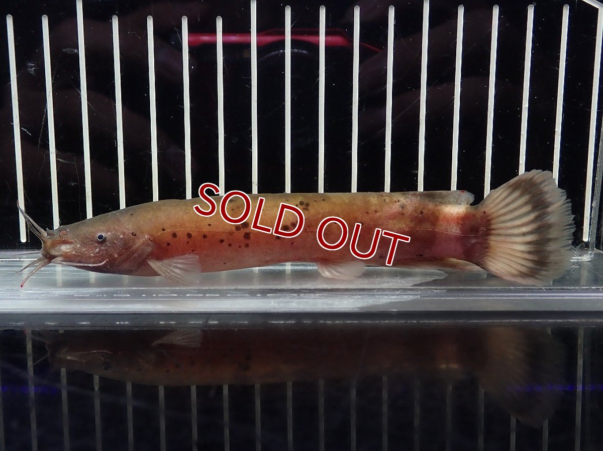 画像1: 【淡水魚】【通販】電気ナマズ ナイジェリア産 ワイルド【１匹 サンプル画像】(大型魚)(生体)(熱帯魚)NKO (1)