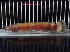 画像1: 【淡水魚】【通販】電気ナマズ ナイジェリア産 ワイルド【１匹 サンプル画像】(大型魚)(生体)(熱帯魚)NKO (1)