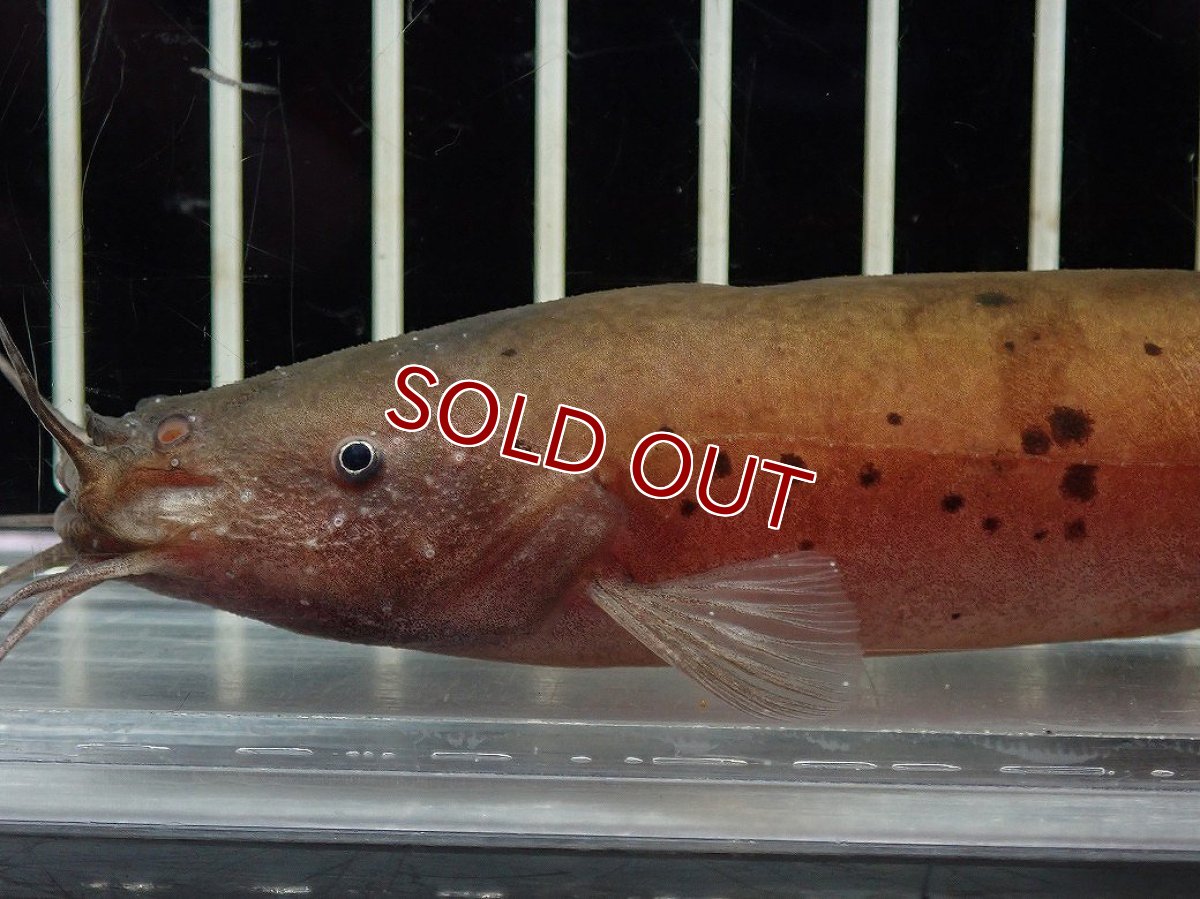 画像2: 【淡水魚】【通販】電気ナマズ ナイジェリア産 ワイルド【１匹 サンプル画像】(大型魚)(生体)(熱帯魚)NKO (2)