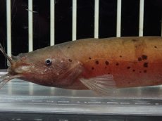 画像2: 【淡水魚】【通販】電気ナマズ ナイジェリア産 ワイルド【１匹 サンプル画像】(大型魚)(生体)(熱帯魚)NKO (2)