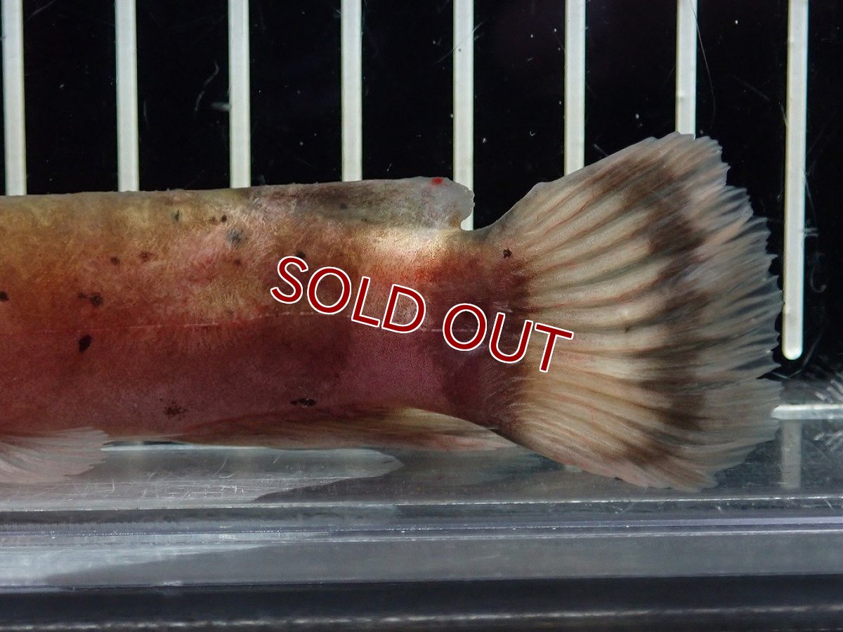 画像3: 【淡水魚】【通販】電気ナマズ ナイジェリア産 ワイルド【１匹 サンプル画像】(大型魚)(生体)(熱帯魚)NKO (3)