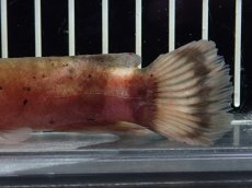 画像3: 【淡水魚】【通販】電気ナマズ ナイジェリア産 ワイルド【１匹 サンプル画像】(大型魚)(生体)(熱帯魚)NKO (3)