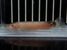 画像1: 【淡水魚】【通販】電気ナマズ コンゴ産 ワイルド【１匹 サンプル画像】(大型魚)(生体)(熱帯魚)NKO (1)