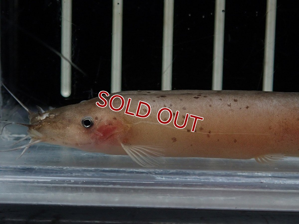 画像2: 【淡水魚】【通販】電気ナマズ コンゴ産 ワイルド【１匹 サンプル画像】(大型魚)(生体)(熱帯魚)NKO (2)