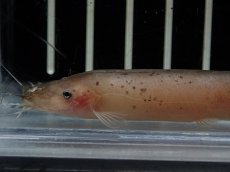 画像2: 【淡水魚】【通販】電気ナマズ コンゴ産 ワイルド【１匹 サンプル画像】(大型魚)(生体)(熱帯魚)NKO (2)
