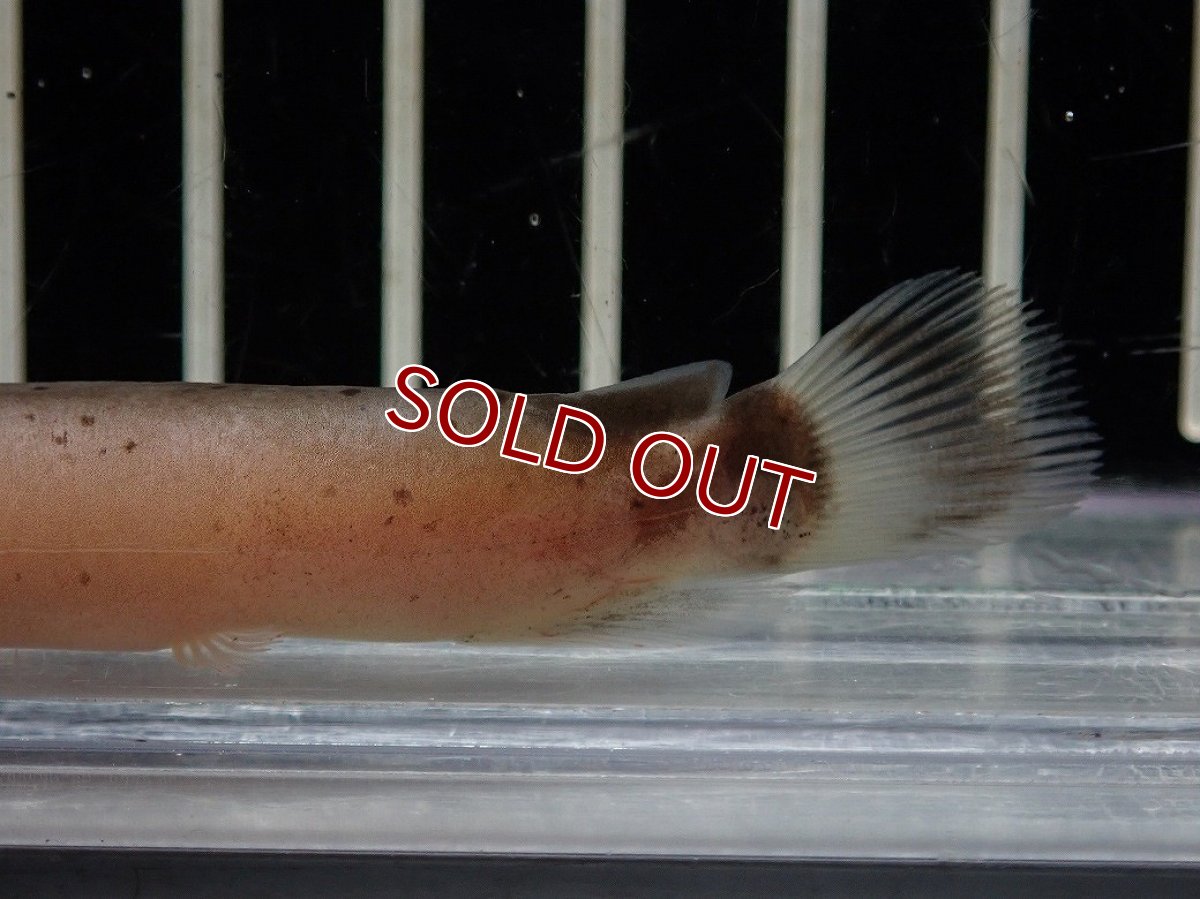 画像3: 【淡水魚】【通販】電気ナマズ コンゴ産 ワイルド【１匹 サンプル画像】(大型魚)(生体)(熱帯魚)NKO (3)