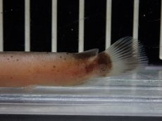 画像3: 【淡水魚】【通販】電気ナマズ コンゴ産 ワイルド【１匹 サンプル画像】(大型魚)(生体)(熱帯魚)NKO (3)