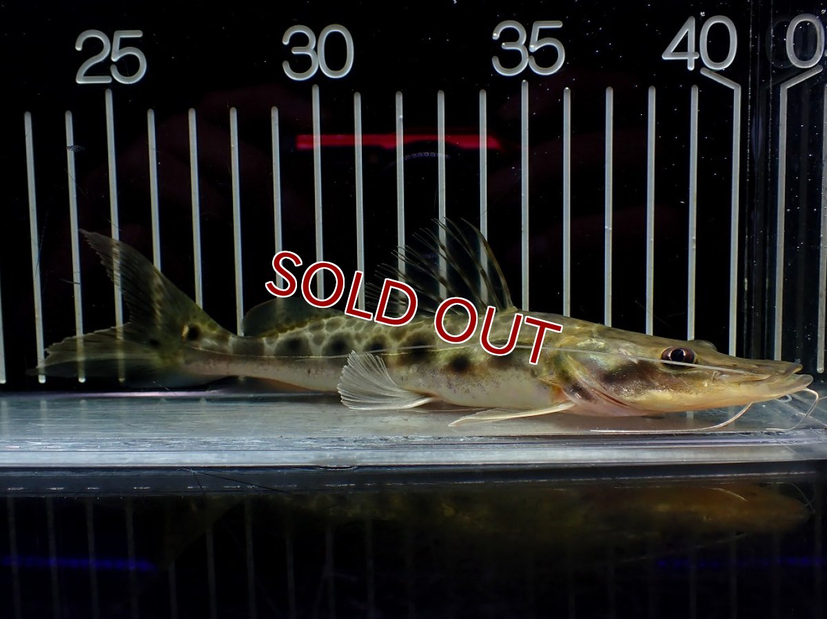 画像1: 【淡水魚】【通販】激安 エイティーンスポットシャベルノーズキャット ワイルド【1匹 サンプル画像】(±17cm)(大型魚)(生体)(熱帯魚)NKO (1)