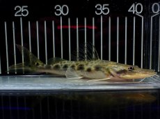 画像1: 【淡水魚】【通販】特価 エイティーンスポットシャベルノーズキャット ワイルド【1匹 サンプル画像】(±17cm)(大型魚)(生体)(熱帯魚)NKO (1)