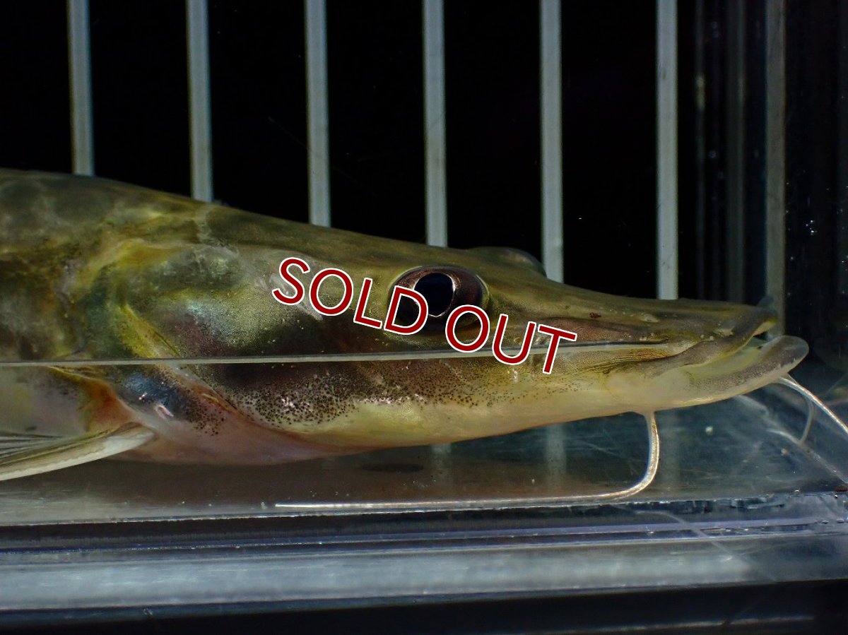 画像2: 【淡水魚】【通販】激安 エイティーンスポットシャベルノーズキャット ワイルド【1匹 サンプル画像】(±17cm)(大型魚)(生体)(熱帯魚)NKO (2)