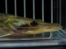 画像2: 【淡水魚】【通販】特価 エイティーンスポットシャベルノーズキャット ワイルド【1匹 サンプル画像】(±17cm)(大型魚)(生体)(熱帯魚)NKO (2)