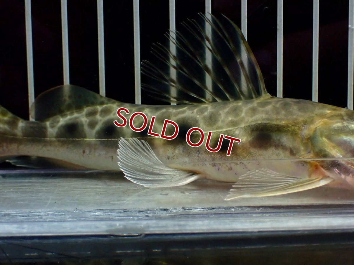 画像3: 【淡水魚】【通販】激安 エイティーンスポットシャベルノーズキャット ワイルド【1匹 サンプル画像】(±17cm)(大型魚)(生体)(熱帯魚)NKO (3)