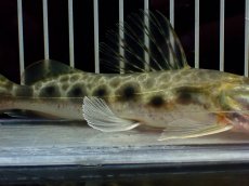 画像3: 【淡水魚】【通販】特価 エイティーンスポットシャベルノーズキャット ワイルド【1匹 サンプル画像】(±17cm)(大型魚)(生体)(熱帯魚)NKO (3)