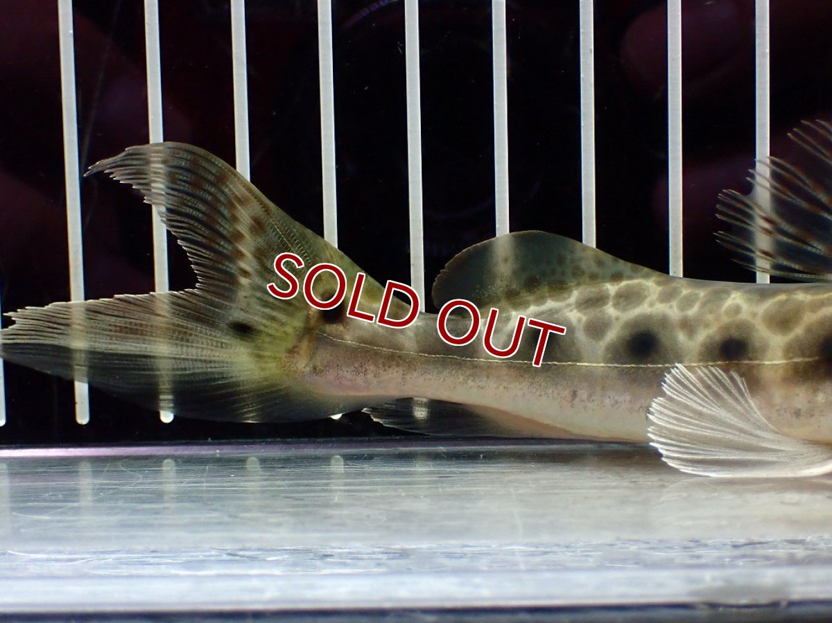 画像4: 【淡水魚】【通販】激安 エイティーンスポットシャベルノーズキャット ワイルド【1匹 サンプル画像】(±17cm)(大型魚)(生体)(熱帯魚)NKO (4)