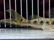 画像4: 【淡水魚】【通販】特価 エイティーンスポットシャベルノーズキャット ワイルド【1匹 サンプル画像】(±17cm)(大型魚)(生体)(熱帯魚)NKO (4)