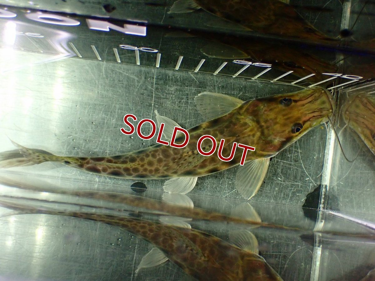 画像5: 【淡水魚】【通販】激安 エイティーンスポットシャベルノーズキャット ワイルド【1匹 サンプル画像】(±17cm)(大型魚)(生体)(熱帯魚)NKO (5)