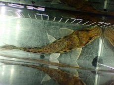 画像5: 【淡水魚】【通販】特価 エイティーンスポットシャベルノーズキャット ワイルド【1匹 サンプル画像】(±17cm)(大型魚)(生体)(熱帯魚)NKO (5)