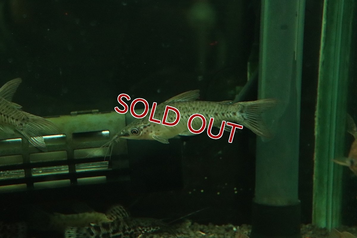 画像1: 【淡水魚】【通販】ポートホールキャット ワイルド【１匹 サンプル画像】(大型魚)(生体)(熱帯魚)NKO (1)