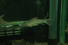 画像1: 【淡水魚】【通販】ポートホールキャット ワイルド【１匹 サンプル画像】(大型魚)(生体)(熱帯魚)NKO (1)