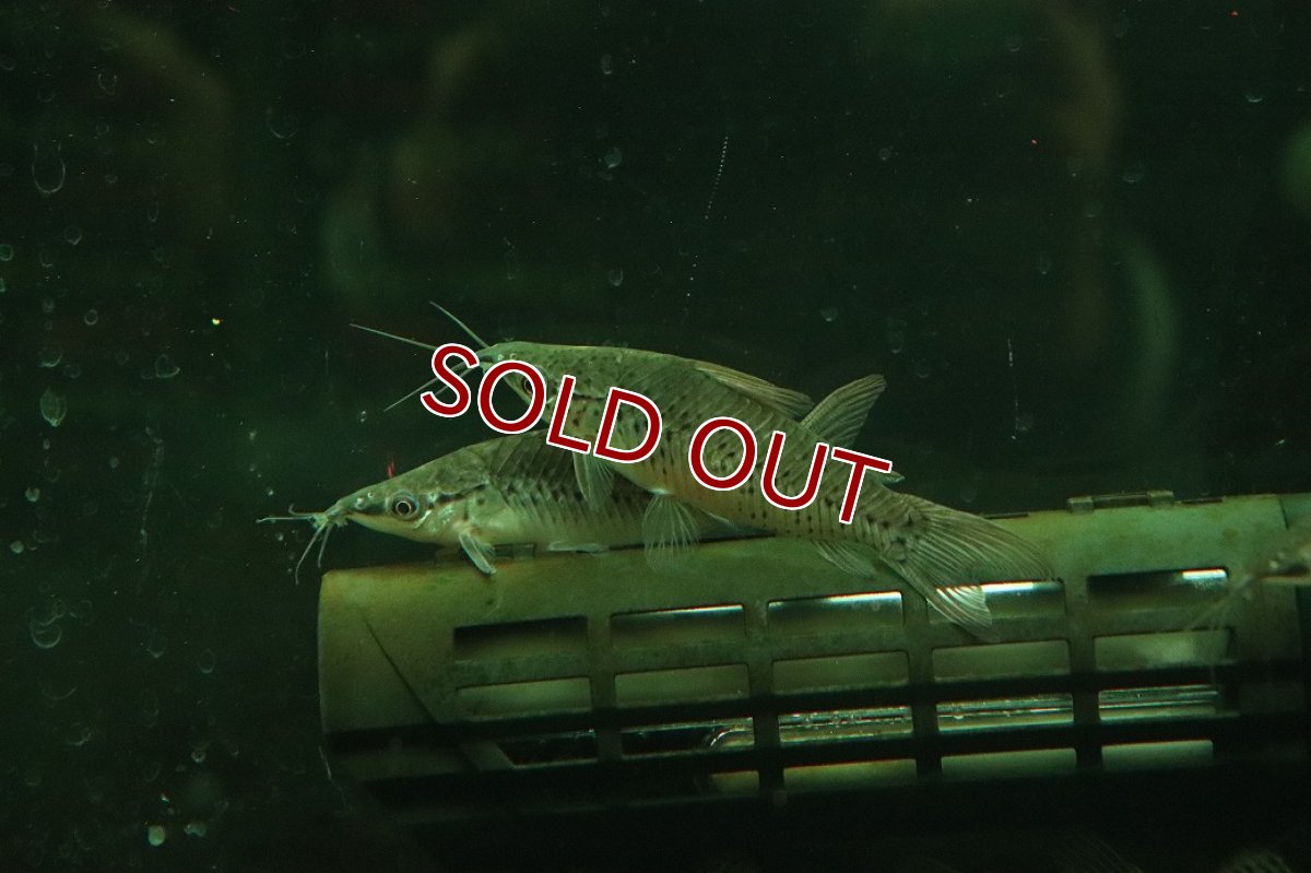 画像2: 【淡水魚】【通販】ポートホールキャット ワイルド【１匹 サンプル画像】(大型魚)(生体)(熱帯魚)NKO (2)