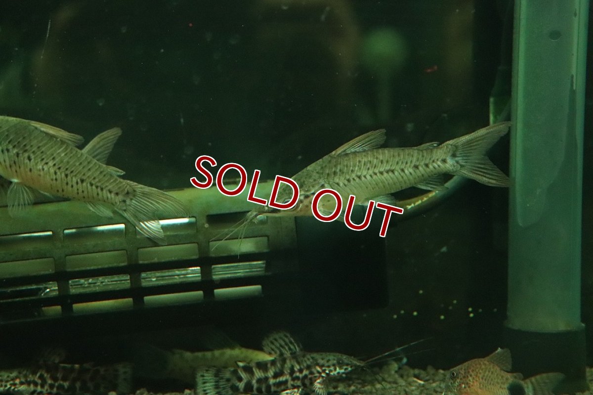 画像3: 【淡水魚】【通販】ポートホールキャット ワイルド【１匹 サンプル画像】(大型魚)(生体)(熱帯魚)NKO (3)