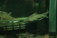 画像3: 【淡水魚】【通販】ポートホールキャット ワイルド【１匹 サンプル画像】(大型魚)(生体)(熱帯魚)NKO (3)