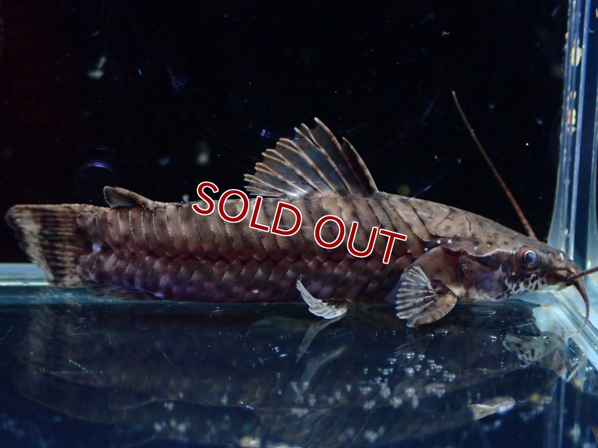 画像1: 【淡水魚】【通販】バンデットホプロ ペルー産 ワイルド【1匹 サンプル画像】(±5-7cm)(大型魚)(生体)(熱帯魚)NKO (1)