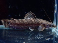 画像1: 【淡水魚】【通販】バンデットホプロ ペルー産 ワイルド【1匹 サンプル画像】(±5-7cm)(大型魚)(生体)(熱帯魚)NKO (1)