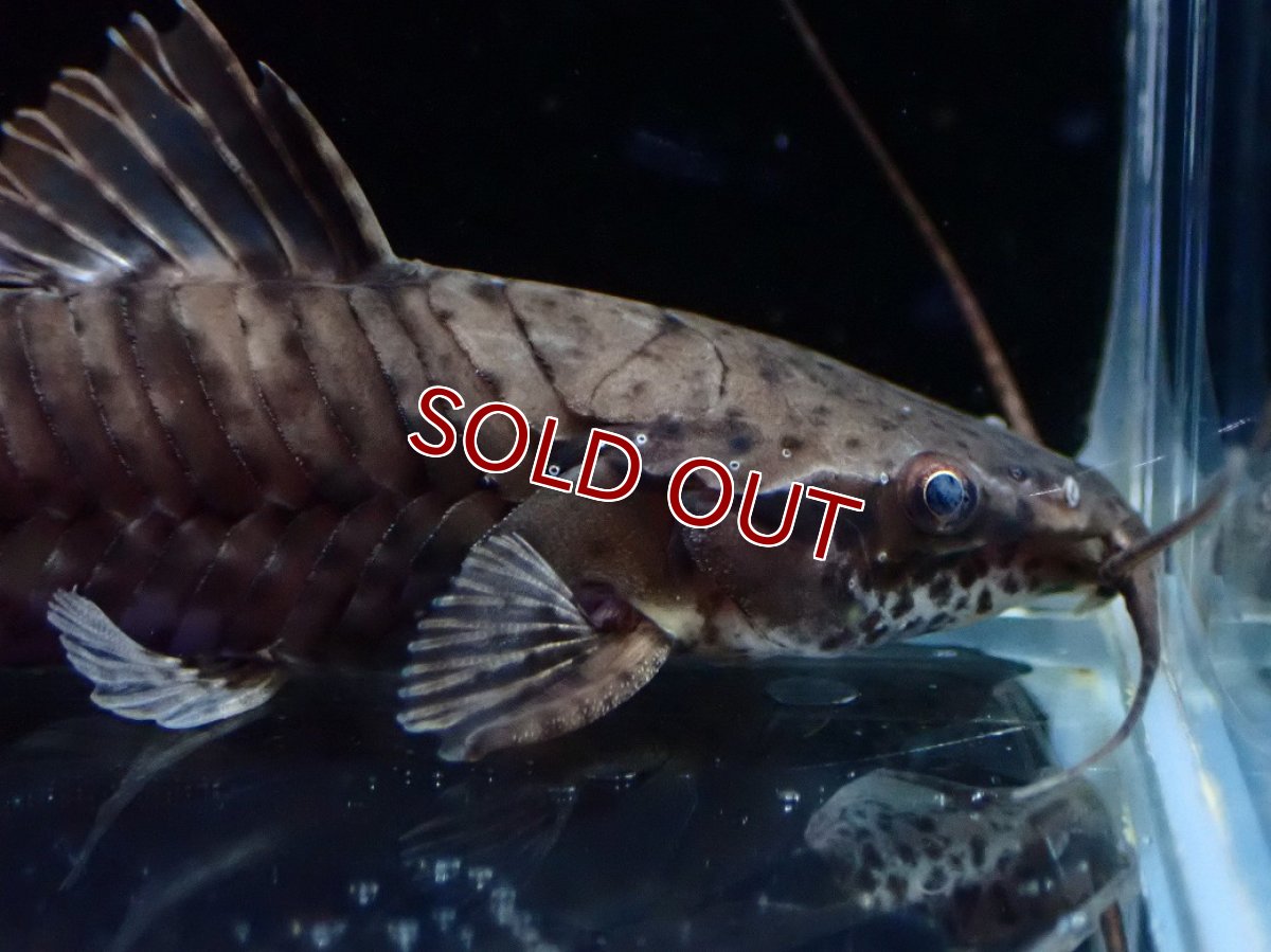 画像2: 【淡水魚】【通販】バンデットホプロ ペルー産 ワイルド【1匹 サンプル画像】(±5-7cm)(大型魚)(生体)(熱帯魚)NKO (2)
