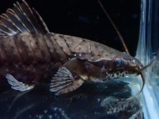 画像2: 【淡水魚】【通販】バンデットホプロ ペルー産 ワイルド【1匹 サンプル画像】(±5-7cm)(大型魚)(生体)(熱帯魚)NKO (2)