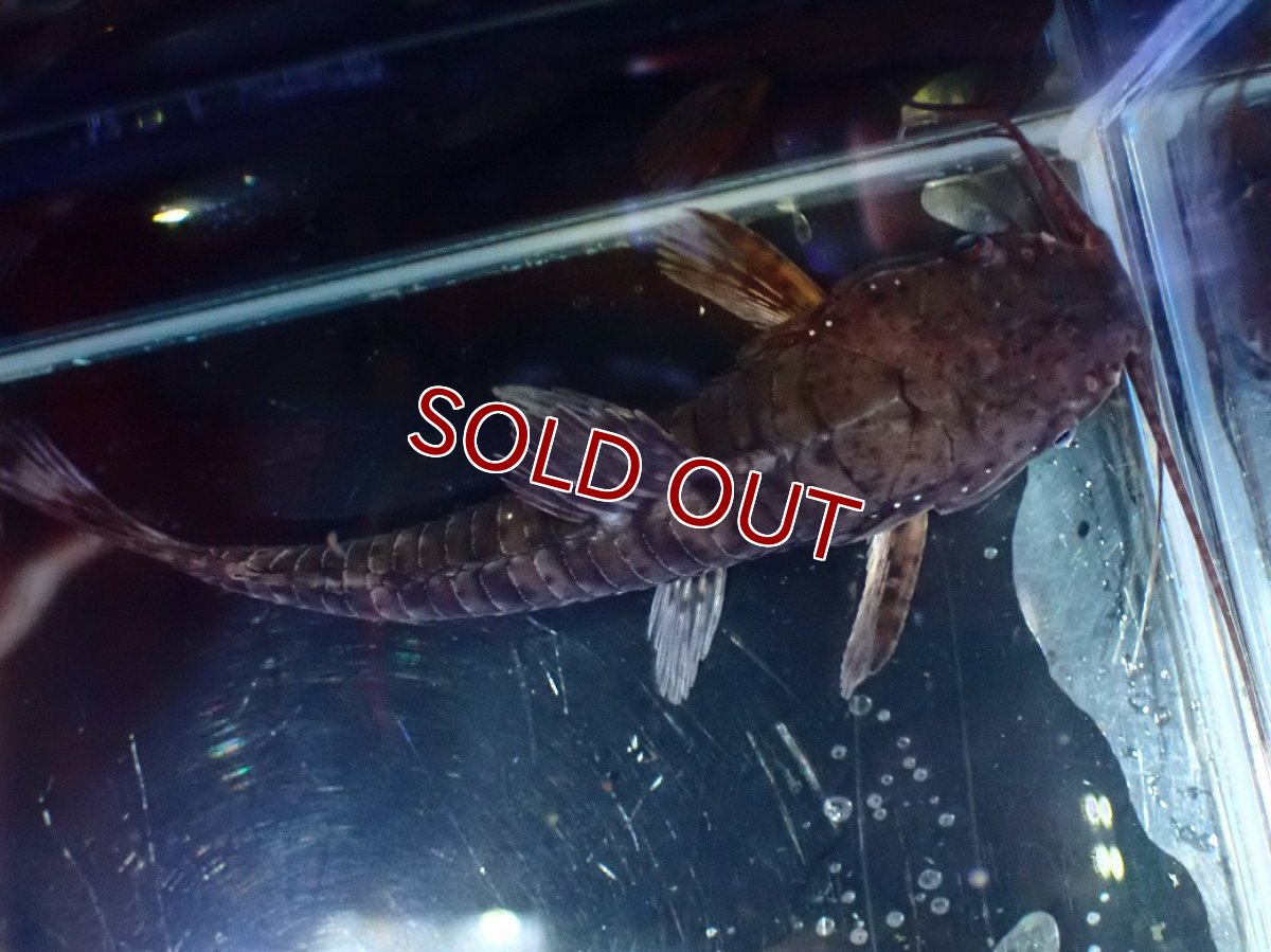 画像3: 【淡水魚】【通販】バンデットホプロ ペルー産 ワイルド【1匹 サンプル画像】(±5-7cm)(大型魚)(生体)(熱帯魚)NKO (3)