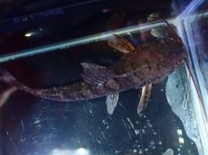 画像3: 【淡水魚】【通販】バンデットホプロ ペルー産 ワイルド【1匹 サンプル画像】(±5-7cm)(大型魚)(生体)(熱帯魚)NKO (3)