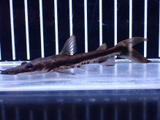 画像1: 【淡水魚】【通販】レア種 自然交配種？タイガーシャベルノーズキャットSP パラグアイ産 ワイルド【1匹 サンプル画像】(生体)(熱帯魚)NKO (1)