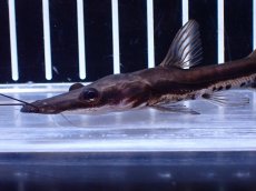 画像2: 【淡水魚】【通販】レア種 自然交配種？タイガーシャベルノーズキャットSP パラグアイ産 ワイルド【1匹 サンプル画像】(生体)(熱帯魚)NKO (2)