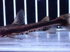 画像3: 【淡水魚】【通販】レア種 自然交配種？タイガーシャベルノーズキャットSP パラグアイ産 ワイルド【1匹 サンプル画像】(生体)(熱帯魚)NKO (3)