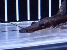 画像4: 【淡水魚】【通販】レア種 自然交配種？タイガーシャベルノーズキャットSP パラグアイ産 ワイルド【1匹 サンプル画像】(生体)(熱帯魚)NKO (4)