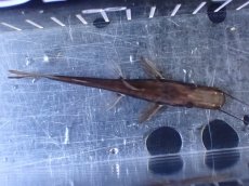 画像5: 【淡水魚】【通販】レア種 自然交配種？タイガーシャベルノーズキャットSP パラグアイ産 ワイルド【1匹 サンプル画像】(生体)(熱帯魚)NKO (5)