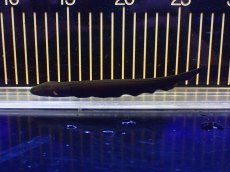 画像1: 【淡水魚】【通販】特価 デンキウナギ【1匹 サンプル画像】(±15cm)(大型魚)(生体)(熱帯魚)NKO (1)
