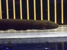画像2: 【淡水魚】【通販】特価 デンキウナギ【1匹 サンプル画像】(±15cm)(大型魚)(生体)(熱帯魚)NKO (2)