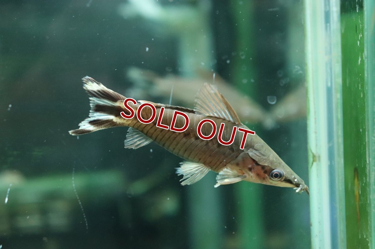 画像1: 【淡水魚】【通販】フラッグテールポートホールキャット ワイルド【1匹 サンプル画像】(大型魚)(生体)(熱帯魚)NKＯ (1)