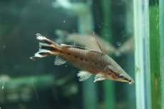 画像1: 【淡水魚】【通販】フラッグテールポートホールキャット ワイルド【1匹 サンプル画像】(大型魚)(生体)(熱帯魚)NKＯ (1)