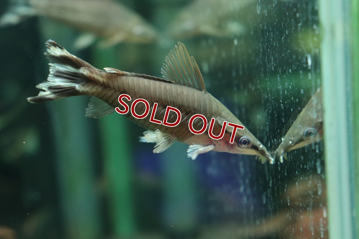 画像2: 【淡水魚】【通販】フラッグテールポートホールキャット ワイルド【1匹 サンプル画像】(大型魚)(生体)(熱帯魚)NKＯ (2)