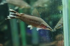 画像2: 【淡水魚】【通販】フラッグテールポートホールキャット ワイルド【1匹 サンプル画像】(大型魚)(生体)(熱帯魚)NKＯ (2)