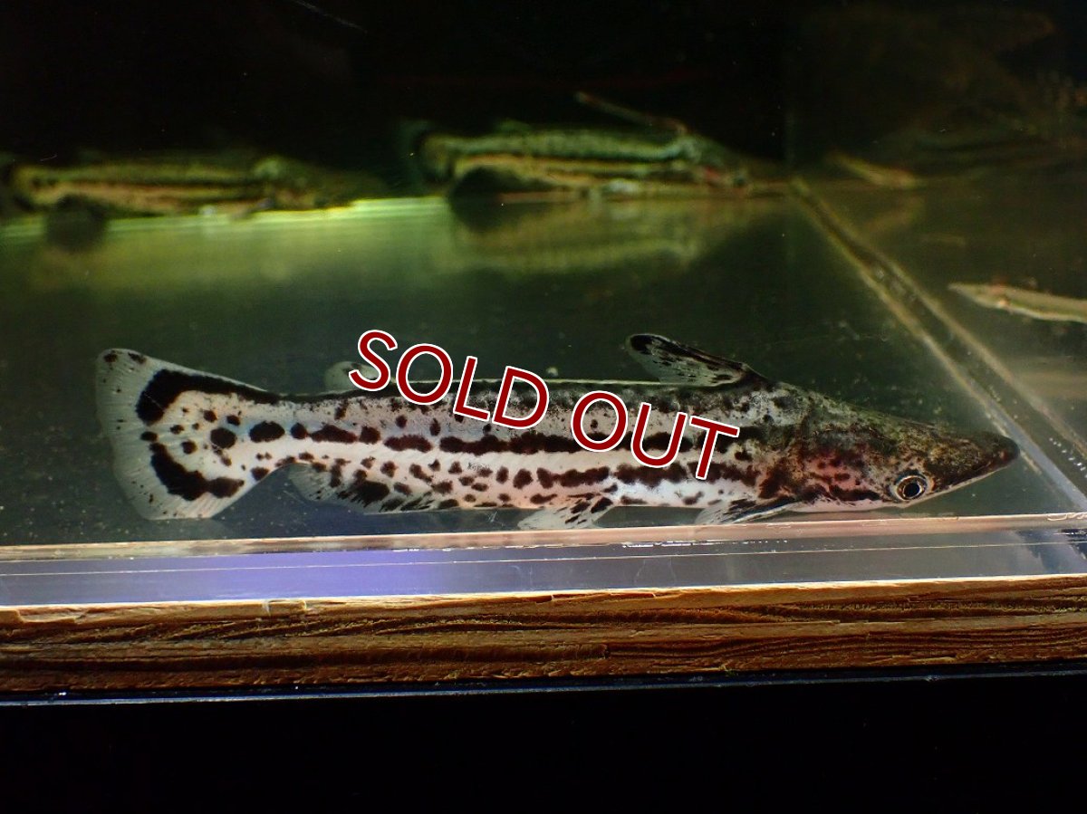 画像1: 【淡水魚】【通販】大特価 マーブルドルフィンキャット ワイルド【1匹 サンプル画像】(±13cm)(大型魚)(生体)(熱帯魚)NKO (1)