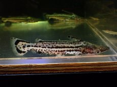 画像1: 【淡水魚】【通販】大特価 マーブルドルフィンキャット ワイルド【1匹 サンプル画像】(±13cm)(大型魚)(生体)(熱帯魚)NKO (1)