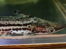 画像2: 【淡水魚】【通販】大特価 マーブルドルフィンキャット ワイルド【1匹 サンプル画像】(±13cm)(大型魚)(生体)(熱帯魚)NKO (2)